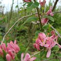 Lonicera tatarica 'Sibirica' fleur P25
